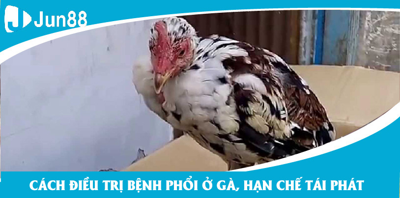 Chuyên gia Jun88 chia sẻ về bệnh phổi ở gà và cách chữa triệt để, hạn chế tái phát 