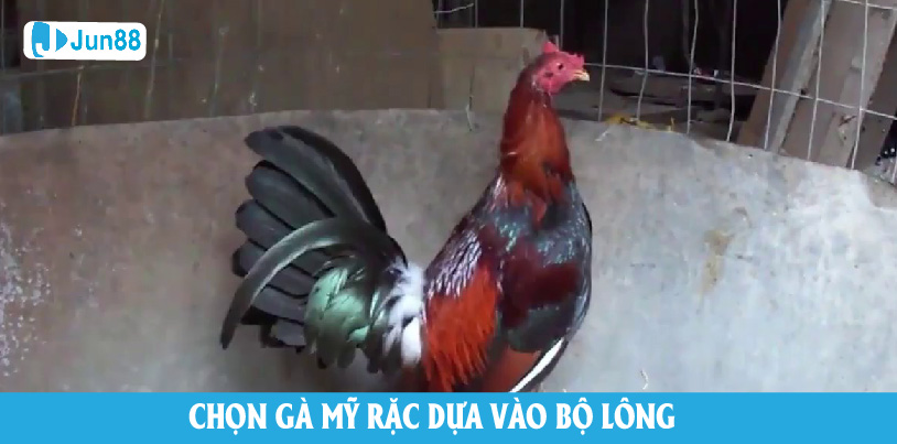 Chọn lựa gà Mỹ dựa vào bộ lông