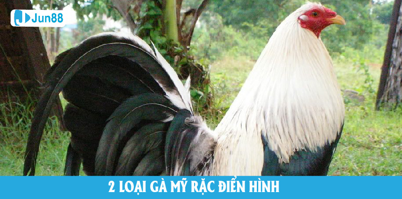 Top 02 gà rặc của Mỹ điển hình nhất