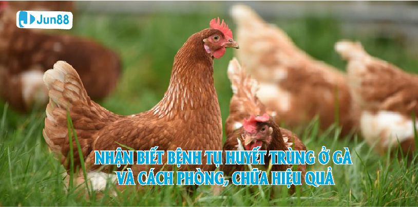 Jun88 hướng dẫn nhận biết bệnh tụ huyết trùng ở gà và các cách chữa, phòng hiệu quả